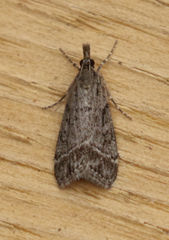 Eudonia rectilinea