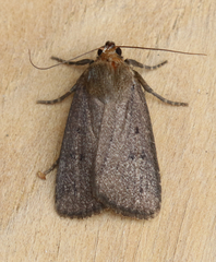 Amphipyra tragopoginis