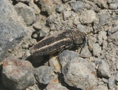 Anambodera gemina