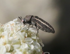 Anambodera gemina