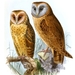 Cape Verde Barn Owl - Photo John Gerrard Keulemans, no known copyright restrictions (public domain)