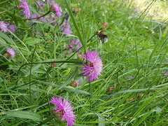 Bombus