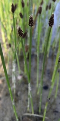 Eleocharis mamillata austriaca