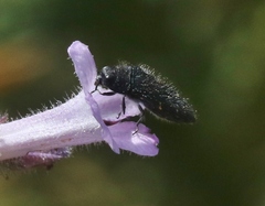 Acmaeodera dolorosa