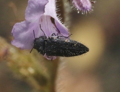 Acmaeodera dolorosa
