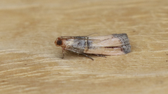 Dasypyga alternosquamella