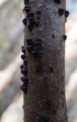 Paratachardina pseudolobata