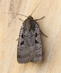 Parabagrotis insularis