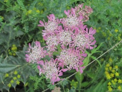 Heracleum roseum