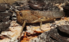 Anacridium aegyptium