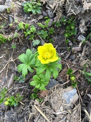Trollius ranunculinus