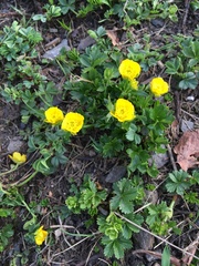 Potentilla crantzii