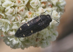 Acmaeodera angelica