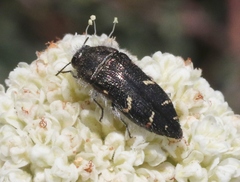 Acmaeodera angelica