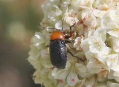 Cryptocephalus sanguinicollis