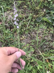 Verbena xutha