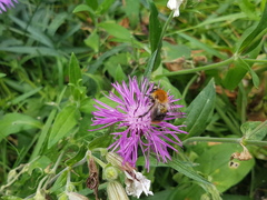 Bombus pascuorum