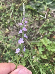 Verbena xutha