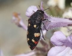Acmaeodera holsteni