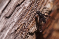 Anthrax trifasciatus