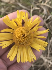 Helenium drummondii