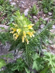 Pedicularis condensata