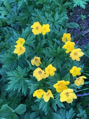 Trollius ranunculinus