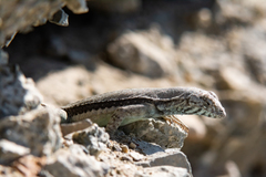 Microlophus atacamensis