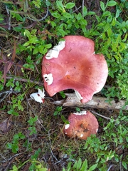 Russula paludosa