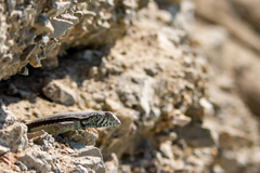 Microlophus atacamensis