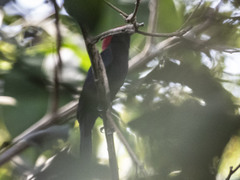 Antilophia galeata