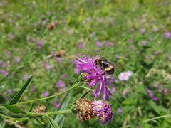 Bombus