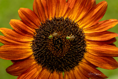 Agapostemon