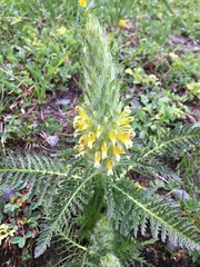 Pedicularis condensata