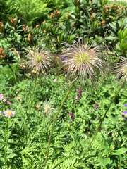 Pulsatilla aurea