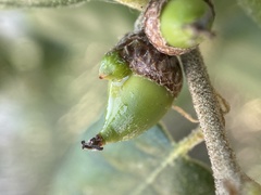 Callirhytis carmelensis