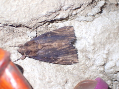 Ercheia