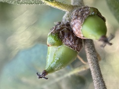 Callirhytis carmelensis