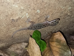 Hemidactylus