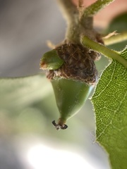 Callirhytis carmelensis