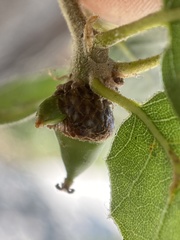 Callirhytis carmelensis