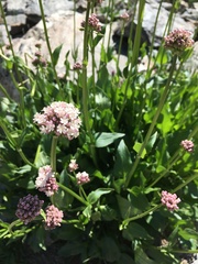 Valeriana alpestris