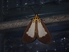 Asota albiformis