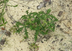 Cnidoscolus stimulosus