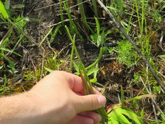 Lycopodiella appressa