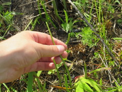 Lycopodiella appressa