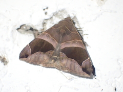 Bastilla joviana