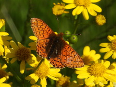 Boloria napaea
