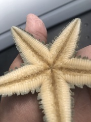 Astropecten marginatus
