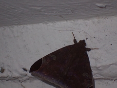 Pindara illibata